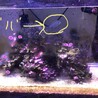 デバスズメ・ディスクコーラルなど サムネイル5