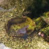 デバスズメ・ディスクコーラルなど サムネイル7
