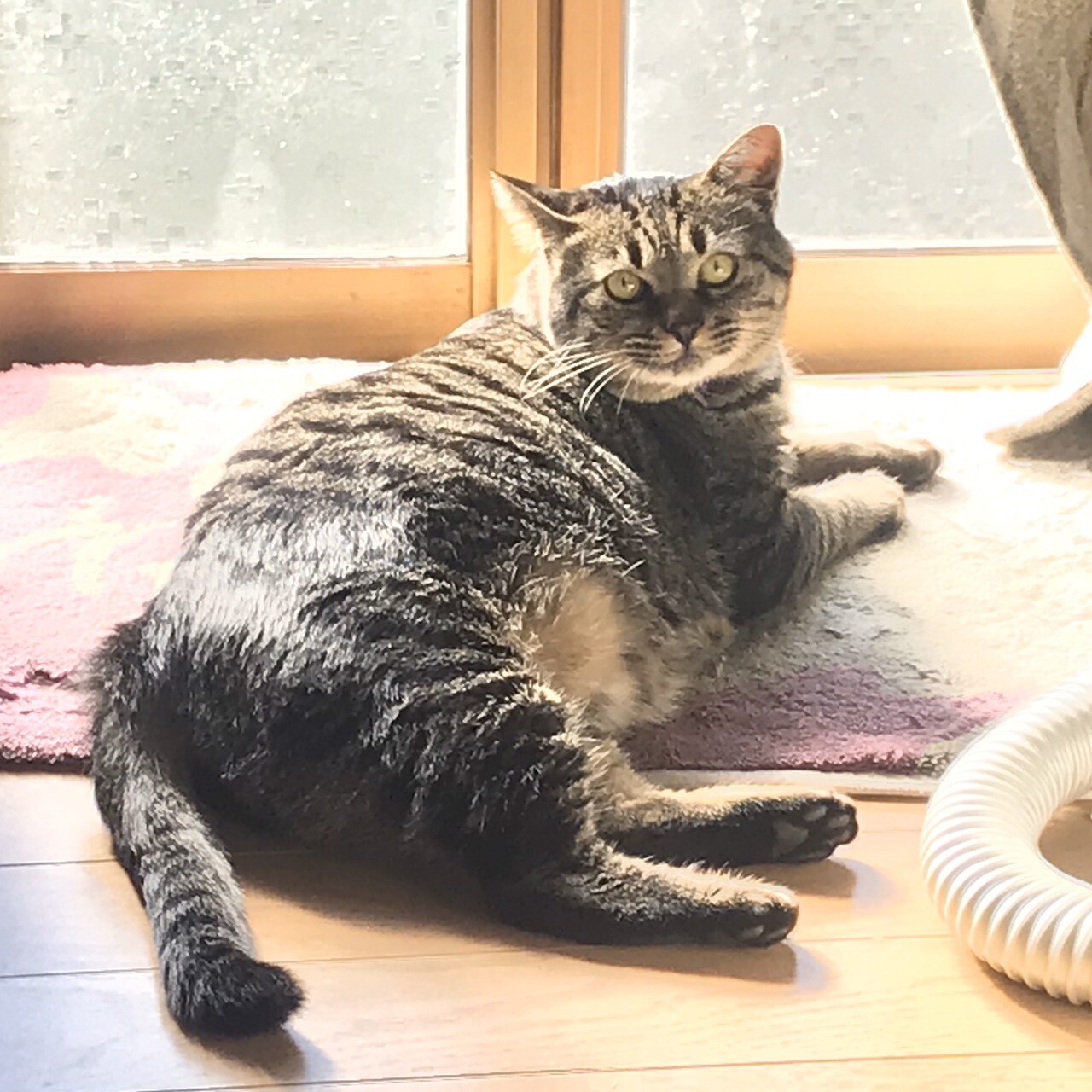 おっとりむっちりデブにゃん 千葉県 猫の里親募集 ペットのおうち 月間利用者150万人