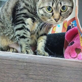 ケージ猫♪甘えたいけどビビりなの。