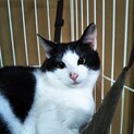 クールで、手のかからないヨリちゃん。里親募集