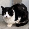 珍しい模様の白黒ちゃん、人懐こい子です