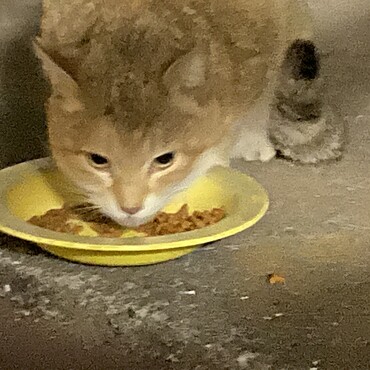 猿ちゃん　不思議なお顔と色で可愛いです