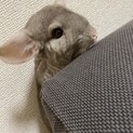 チンチラ シナモン 