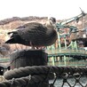 へいはちろ