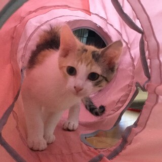 募集停止中。美人だけど臆病なパステル三毛ちゃん
