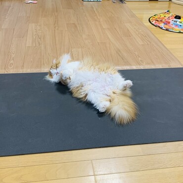 ヨガcat  シャバーサナ