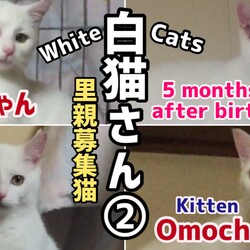 【子猫おもち編】5期生4匹達の反応は…？