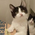モコモコ黒白兄妹3ヵ月半