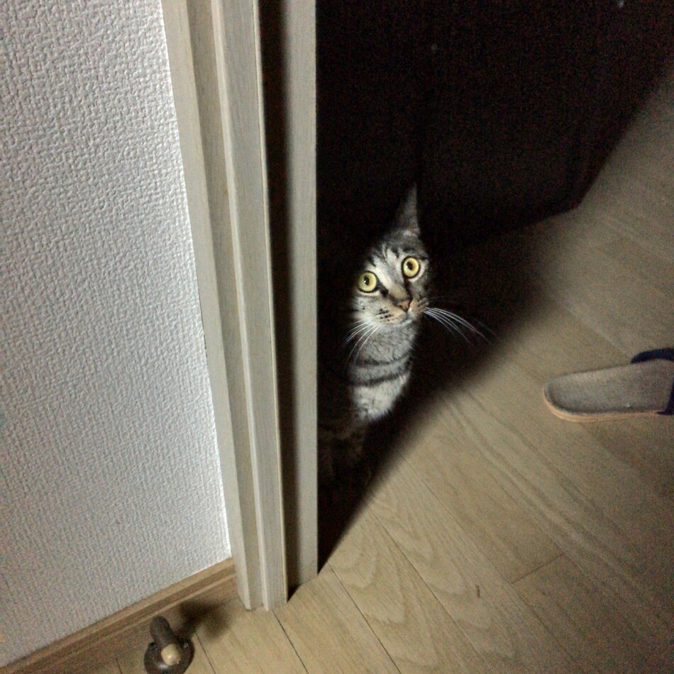 ふうのカバー写真