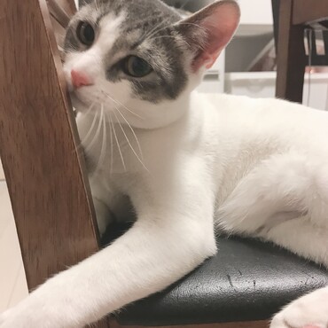 去勢手術も無事終わりました！猫ではかなり珍しい停留精巣で開腹手術に。