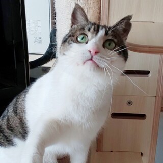 お膝大好き甘えん坊丸顔シャルくん