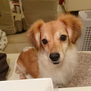 沖縄多頭崩壊から〜COCO（ココ）〜