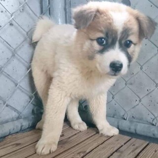 子犬ちゃんの家族を探しています