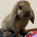ロップイヤーの男の子