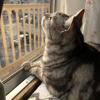 シイくん