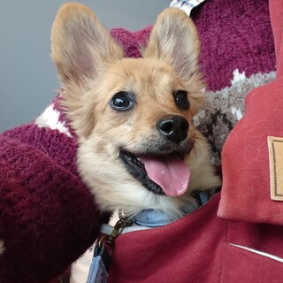 沖縄多頭崩壊から〜琉瑠（ルル）〜