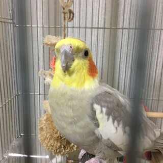 オカメ大好きな方募集！