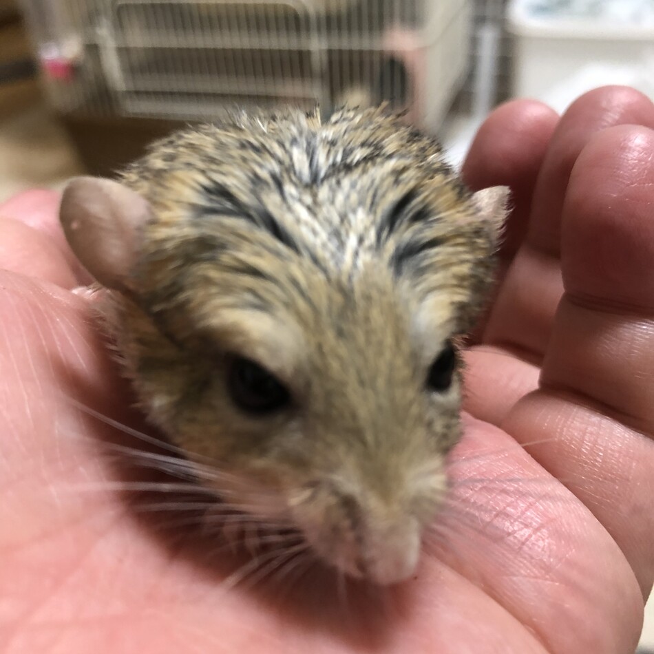 㵹のカバー写真