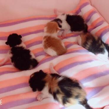 お家の前で子猫が産まれてたので引き取ったのですが3歳の息子の喘息発作が酷くなってしまった為里親を募集しております。