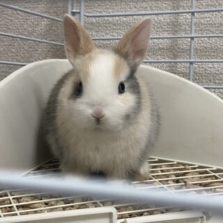 里親募集中 ミニウサギ