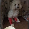 脚の大手術を乗り越えた１歳弱トイプーかいりくん サムネイル2