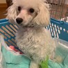 脚の大手術を乗り越えた１歳弱トイプーかいりくん サムネイル3