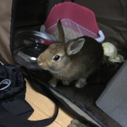 譲渡した仔ウサギが遺棄された可能性があるのです。