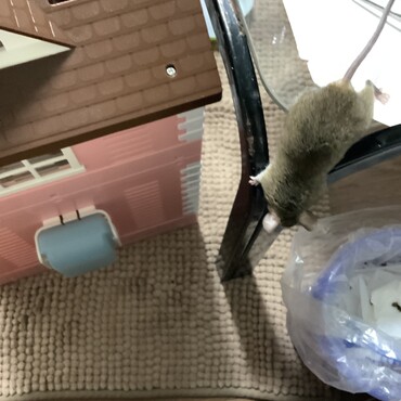 降りちゃえ！！とぅっ〜