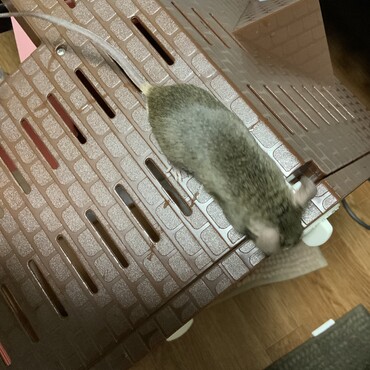 ねず小僧見参！！