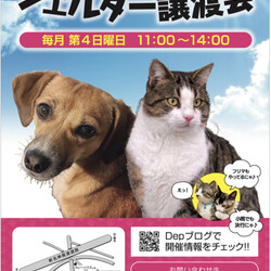 シェルター譲渡会