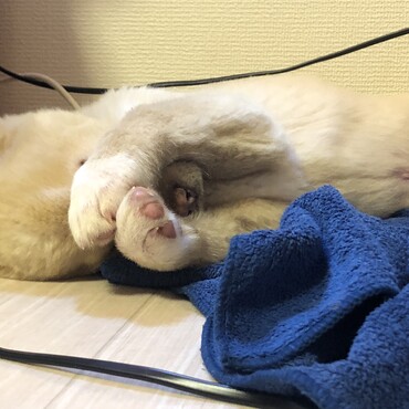 怖い夢を見た姿