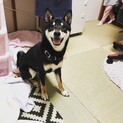 一歳の柴犬の新しい家を探しています！