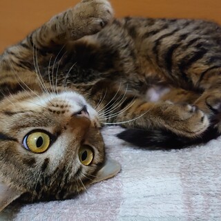 ちんまり小柄なナイルちゃん