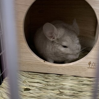 【チンチラ】2019年12月生まれの女の子♡