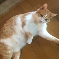 ニコ