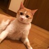 の写真