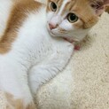 穏やかな猫さんです。