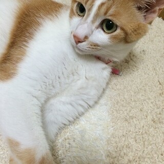 穏やかな猫さんです。
