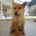 センター収容中　仔犬のマイケル