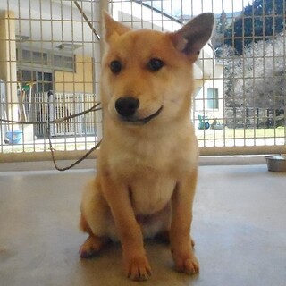 センター収容中　仔犬のマイケル