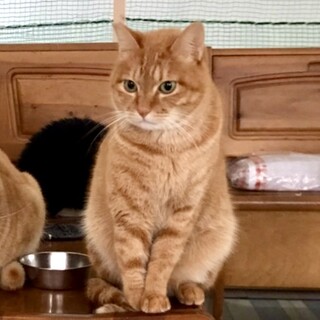 【保護猫】茶トラ・ちー君♂怖がりだけど甘えん坊です