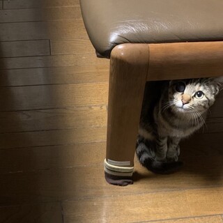 遊ぶの大好き、キジトラの女の子です。