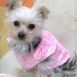 ヨークシャーミックス　活発な女の子　ジャミラちゃん