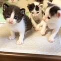 【愛護センター生まれ】モノクロきょうだい