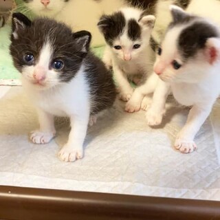 【愛護センター生まれ】モノクロきょうだい