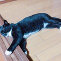 白い手袋をした黒猫ちゃんです