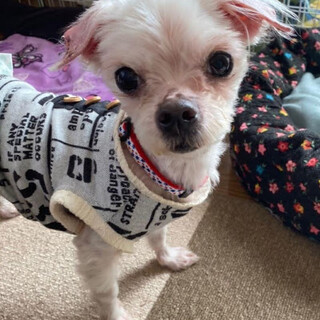 かしば）フワフワのマルチーズになってやるー