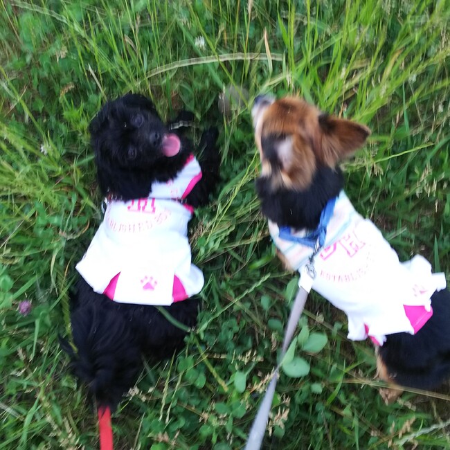 すじょのカバー写真