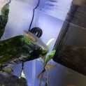 元気なエンドラーズの子供です！